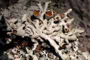 Lichen, Hypogymnia Apinnata