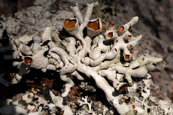 Hypogymnia Apinnata Lichen