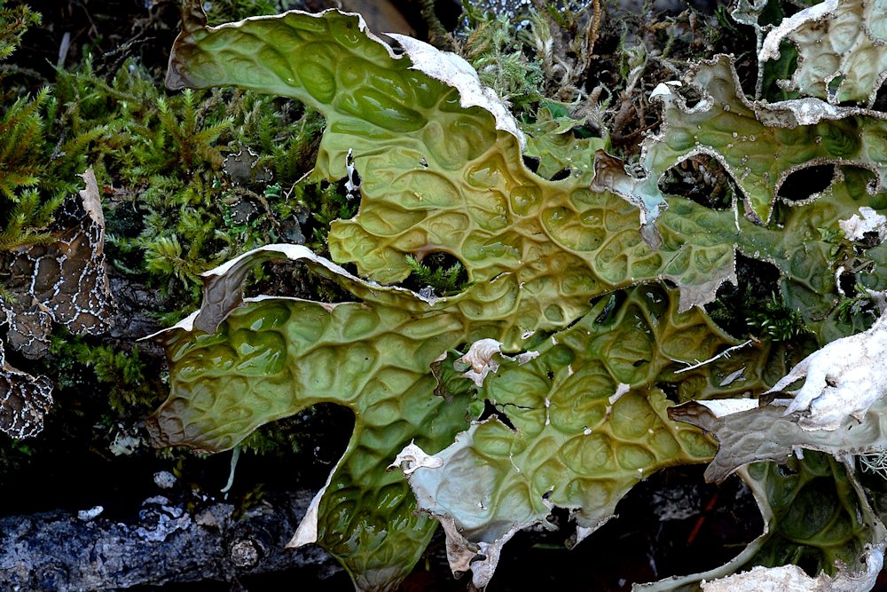 Lungwort Lichen  - Wildflowers Found in Oregon