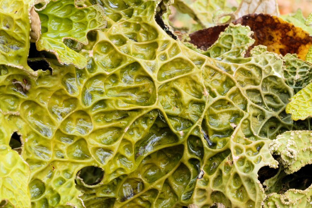 Lungwort Lichen  - Wildflowers Found in Oregon