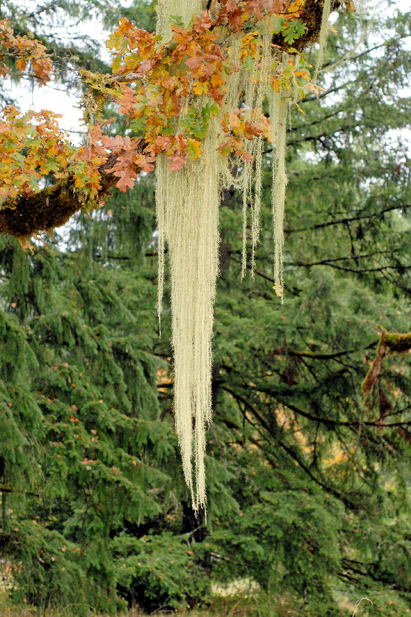 Methuselah's Beard Lichen  - Wildflowers Found in Oregon