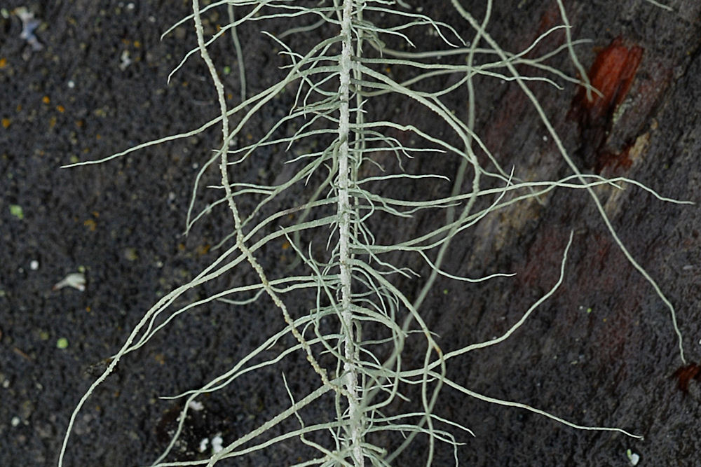 Methuselah's Beard Lichen  - Wildflowers Found in Oregon