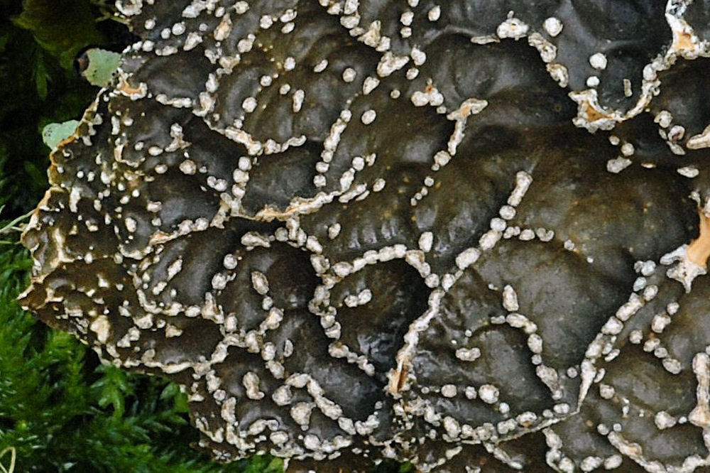Netted Specklebelly Lichen  - Wildflowers Found in Oregon