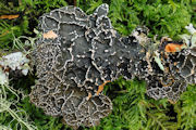 Lichen, Netted-Specklebelly