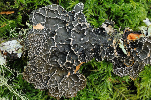 Netted Specklebelly Lichen