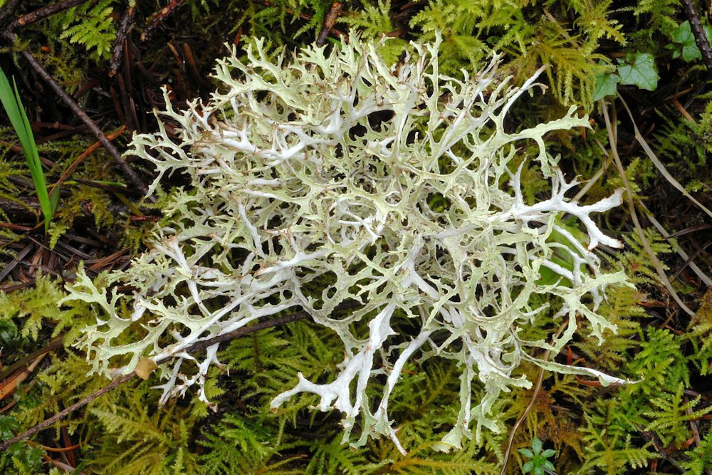 Platismatia stenophylla Lichen  - Wildflowers Found in Oregon