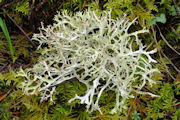 Lichen, Platismatia stenophylla