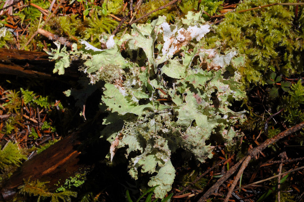 Ragbag Lichen  - Wildflowers Found in Oregon