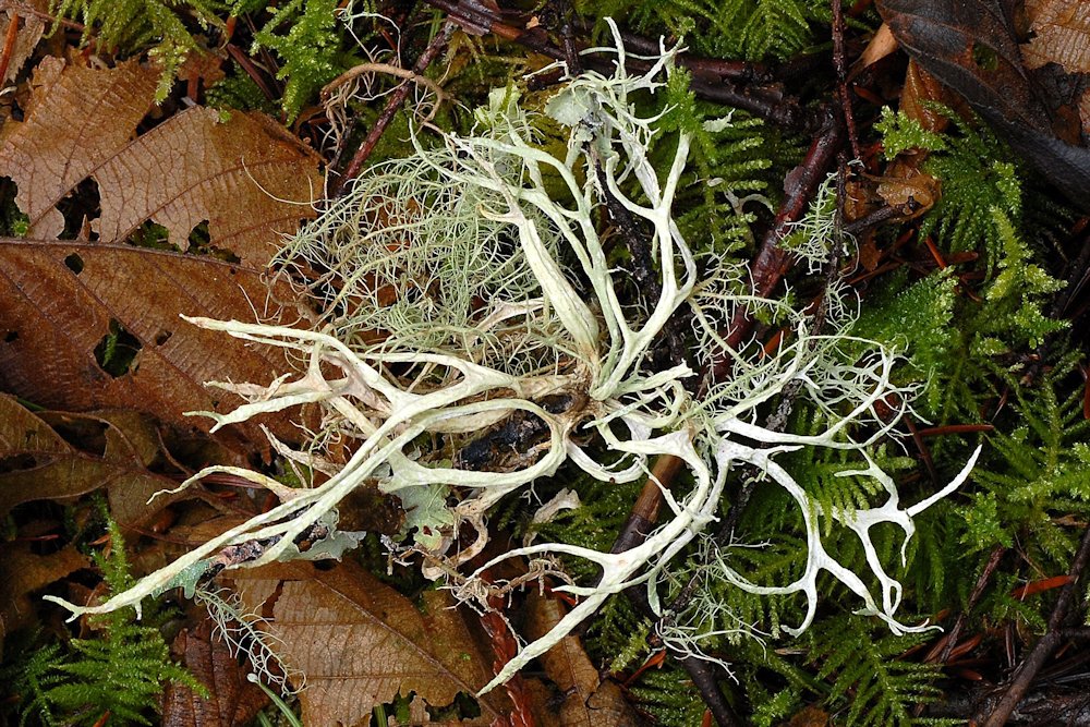 Ramalina Farinacea Lichen  - Wildflowers Found in Oregon