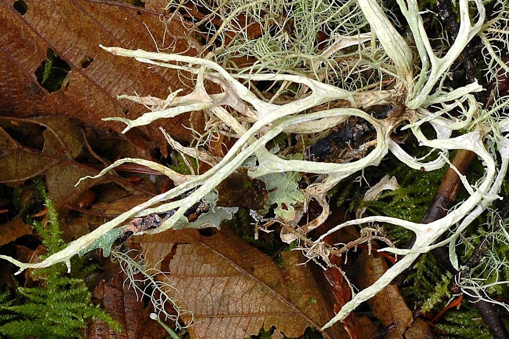 Ramalina Farinacea Lichen  - Wildflowers Found in Oregon