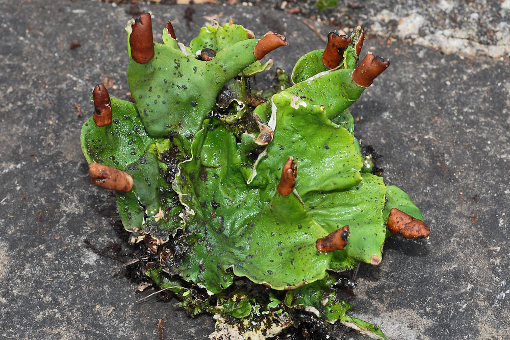 Ruffled Freckle Pelt Lichen  - Wildflowers Found in Oregon