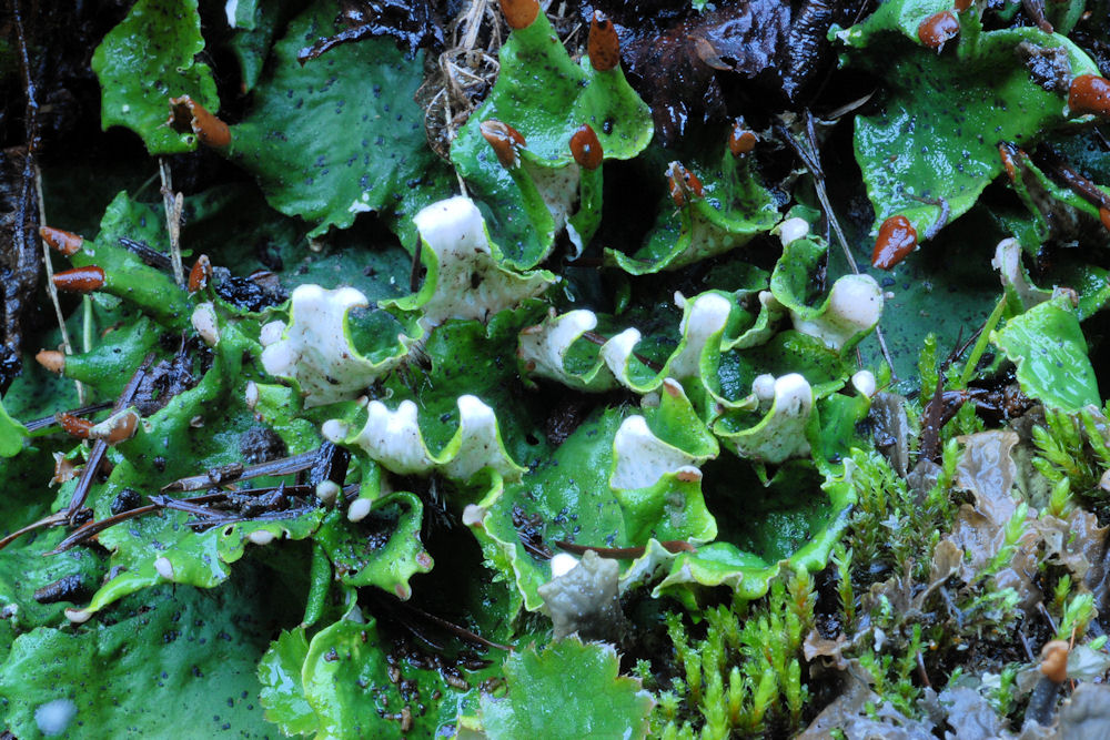 Ruffled Freckle Pelt Lichen  - Wildflowers Found in Oregon