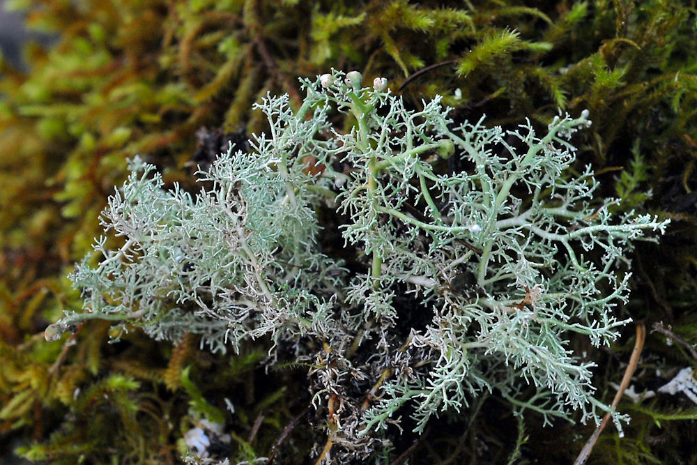 Sphaerophorus Tuckermanii Lichen  - Wildflowers Found in Oregon