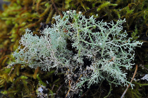 Sphaerophorus Tuckermanii Lichen