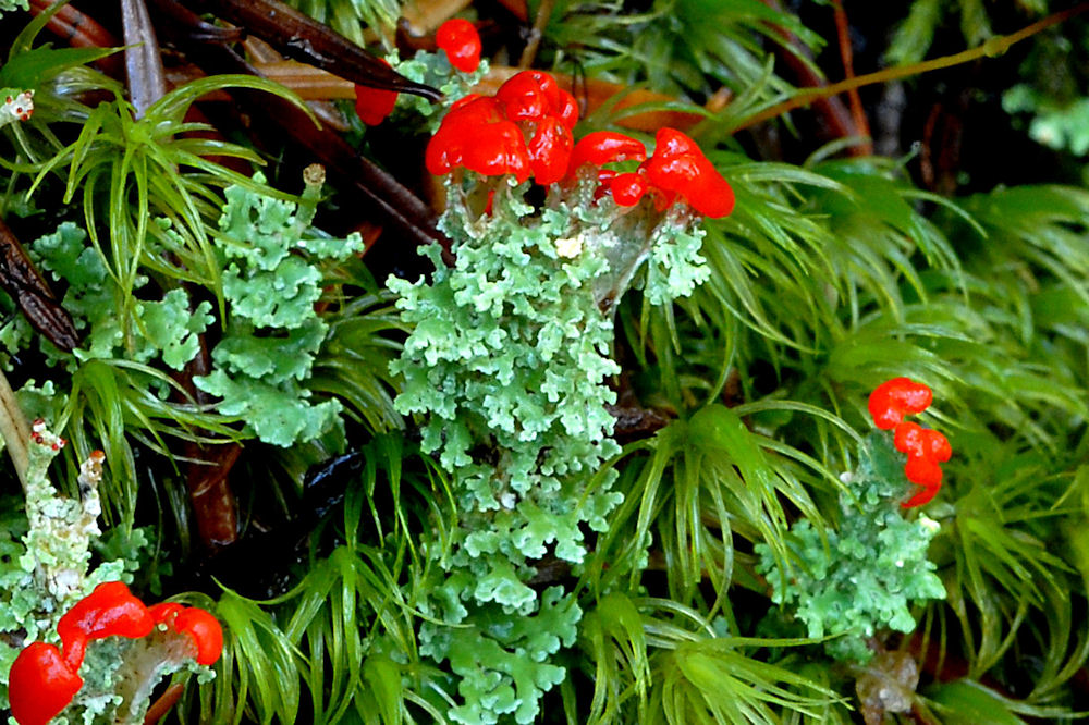 Toy Soldiers Lichen  - Wildflowers Found in Oregon