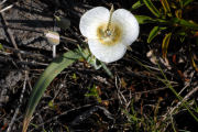 Lily, Subalpine-Mariposa