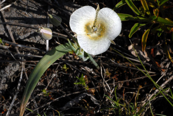 Subalpine Mariposa Lily Flower