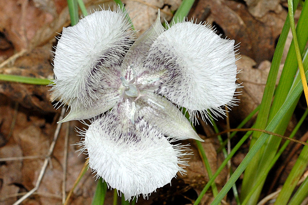 Tolmie's Mariposa Lily 