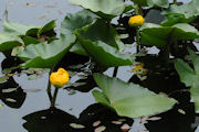 Lily, Yellow Pond