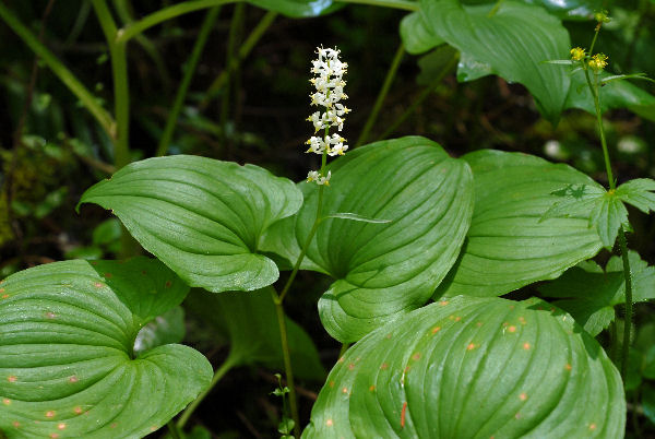 False Lily of the Valley Flower
