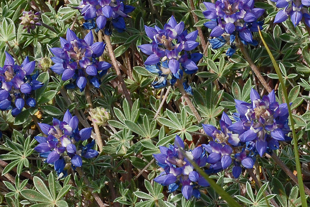 Dwarf Lupine 