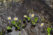 Marsh-Marigold, Alpine-white