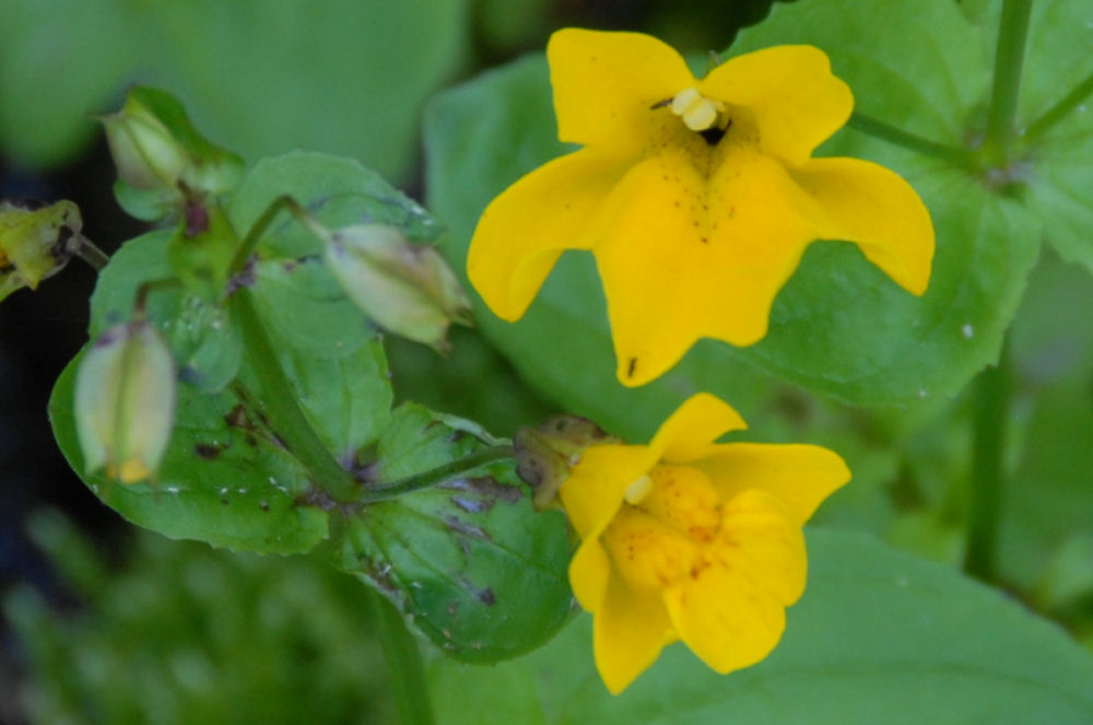 Seep Spring Monkeyflower Found in Oregon