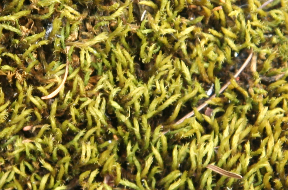 Bottle Moss  - Wildflowers Found in Oregon