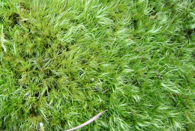 Broom Moss  - Wildflowers Found in Oregon