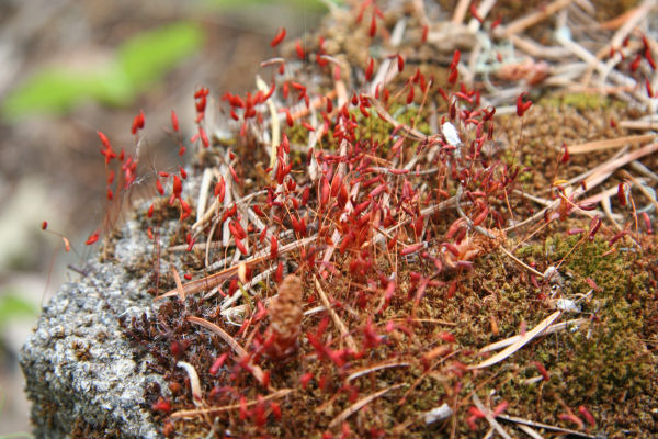 Red Moss
