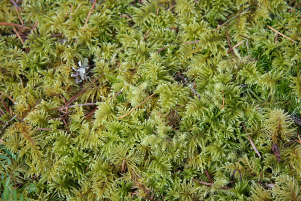 Ribbed Bog Moss  - Wildflowers Found in Oregon