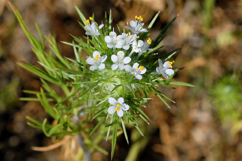 Mountain Navarretia  - Wildflowers Found in Oregon