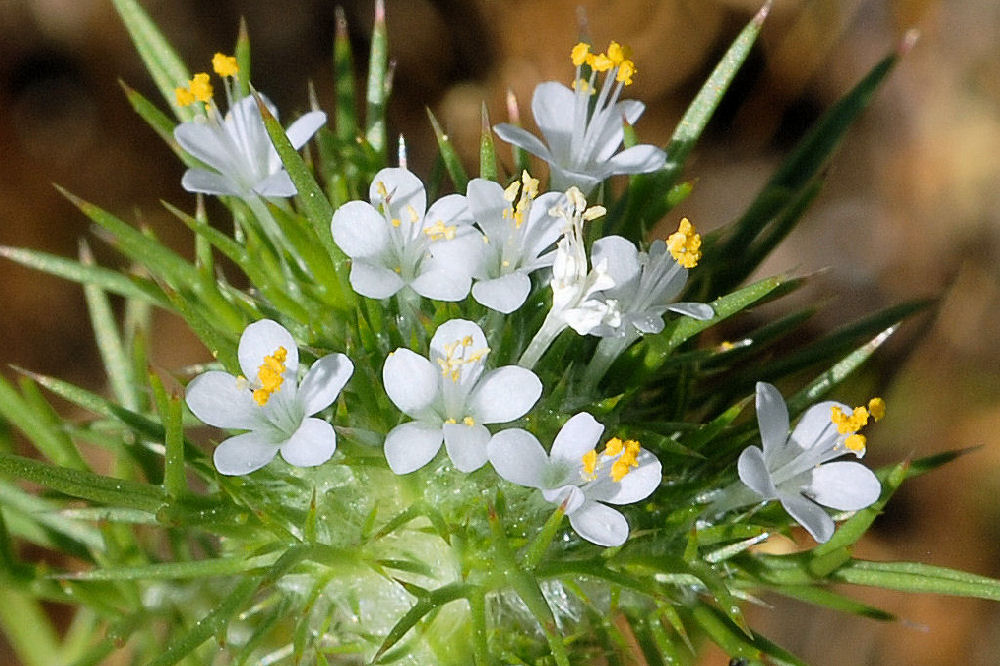 Mountain Navarretia  - Wildflowers Found in Oregon