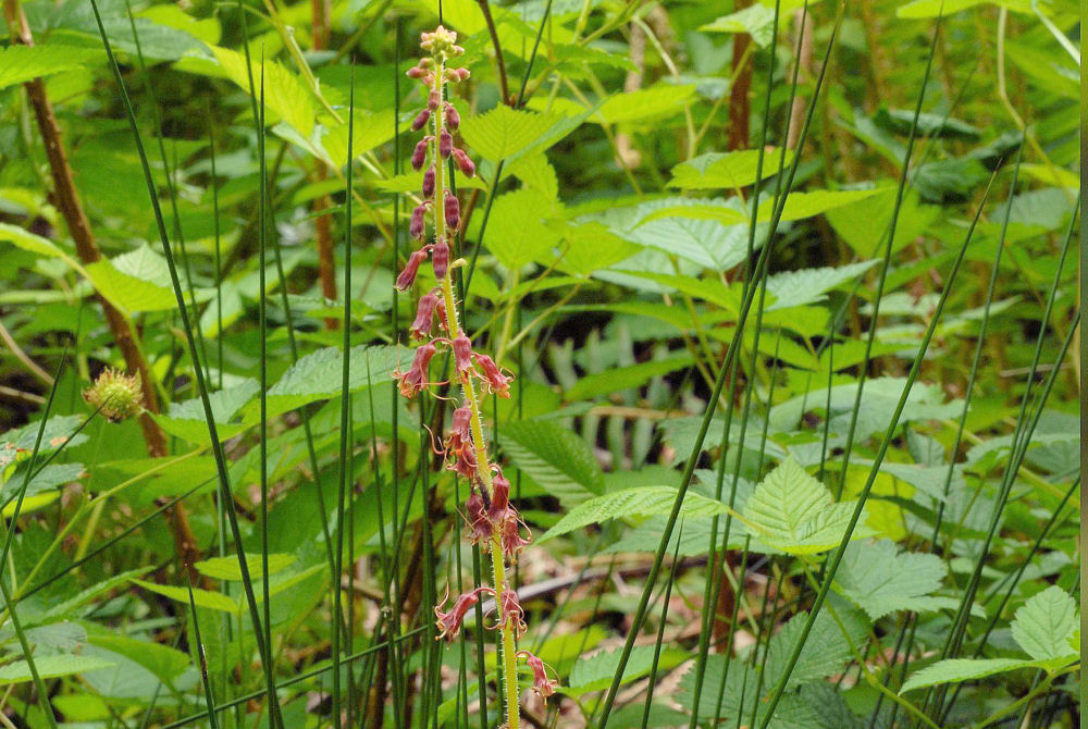 Mountainbells  - Wildflowers Found in Oregon