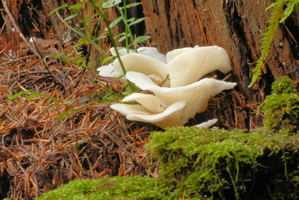  Angel Wings - Wildflowers Found in Oregon