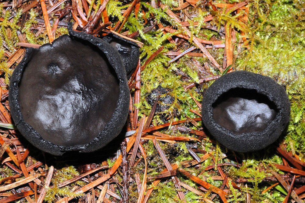 Black Rubber Cap - Wildflowers Found in Oregon