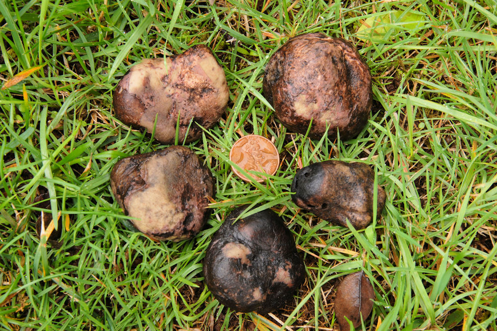 Black Truffle Mushroom 