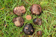Mushroom, Black Truffle
