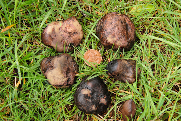 Black Truffle Mushroom