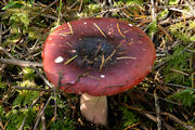 Mushroom, Blackish Red Russula