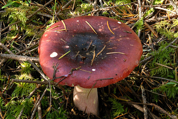 Blackish Red Russula Mushroom