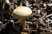 Mushroom, Canary Trich