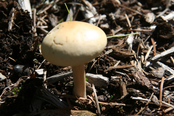 Canary Trich Mushroom