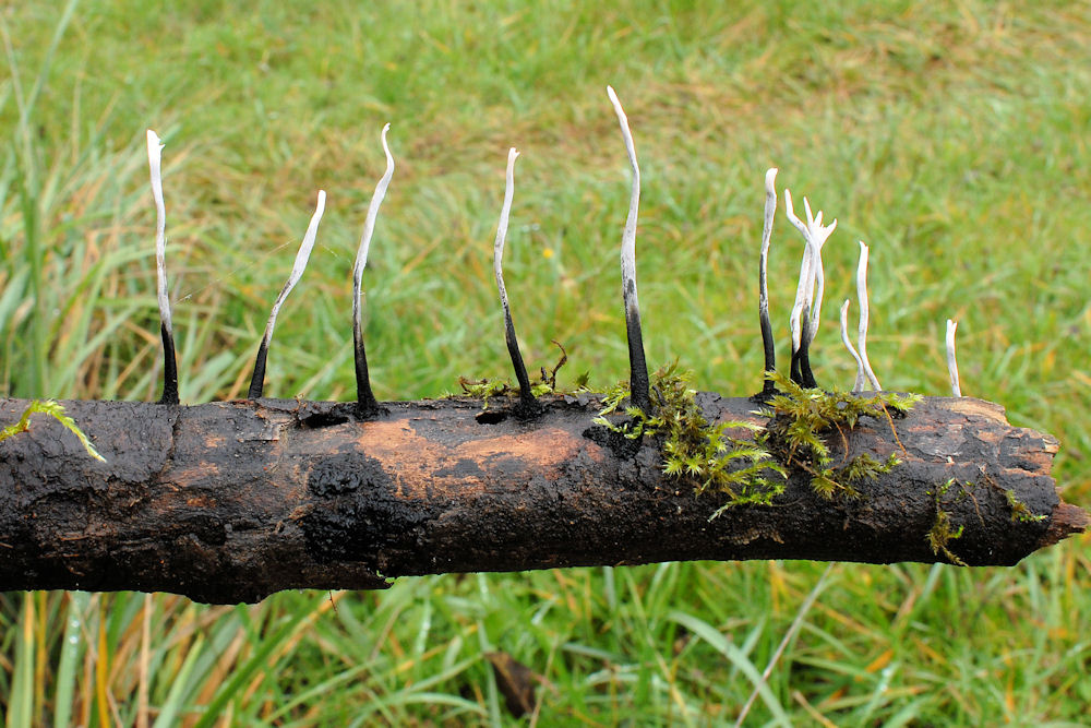 Carbon Antlers Mushroom