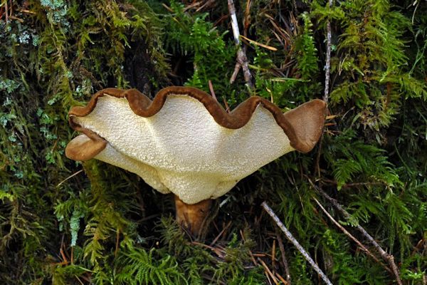 Elegant Polypore Mushroom