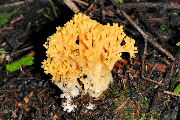 Golden Coral Mushroom