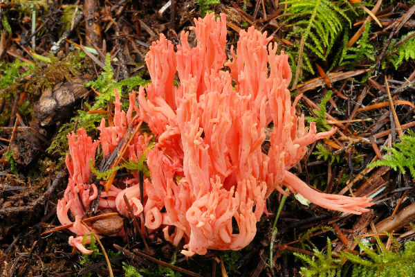 Light Red Coral Mushroom