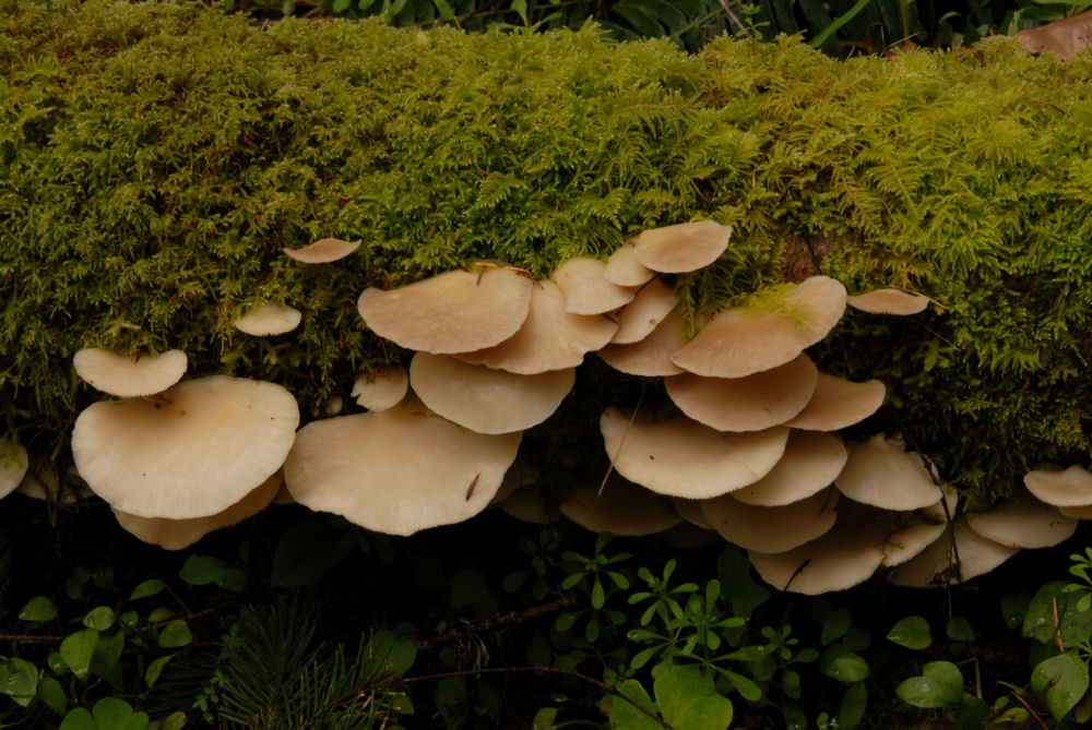 Oyster Mushroom 
