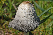 Mushroom, Shaggy Mane