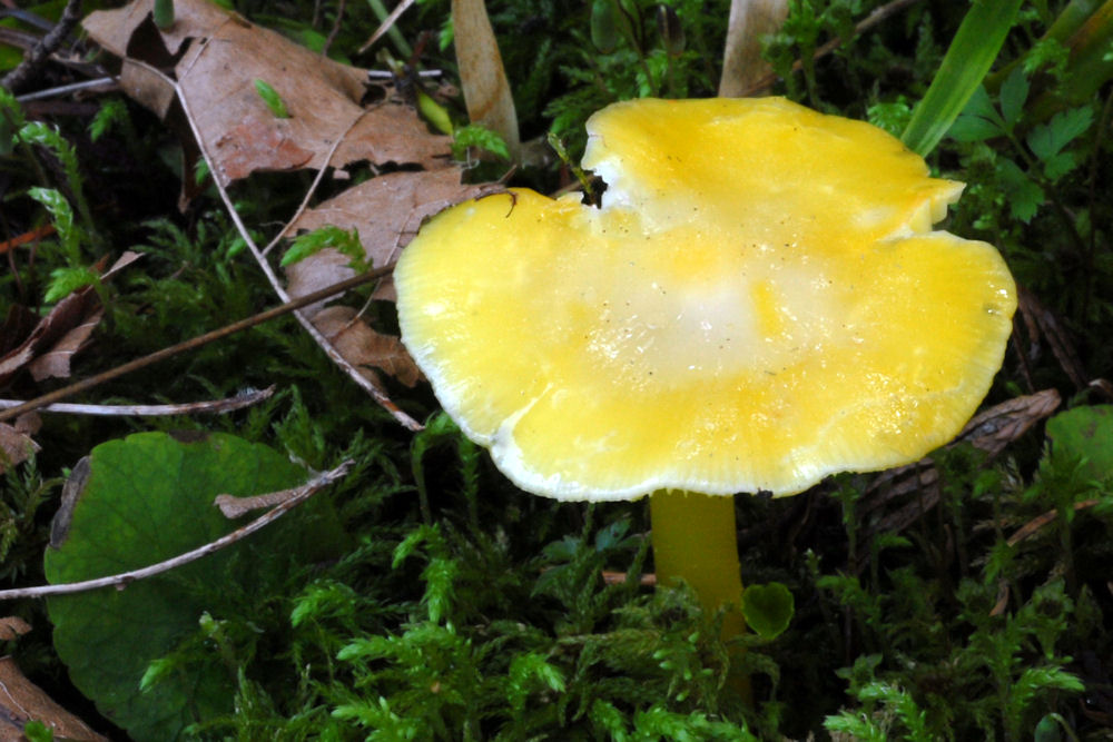 Golden Waxy Cap Mushroom